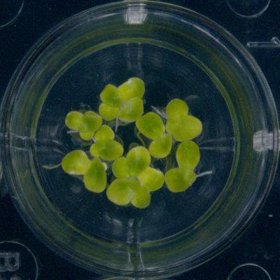 A culture dish holding a colony of duckweed (Lemna minor) fronds